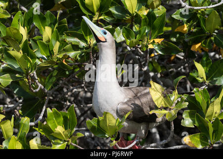 Nach red-footed Booby, Sula Sula, am Nest auf Isla Genovesa, Galapagos, Ecuador. Stockfoto