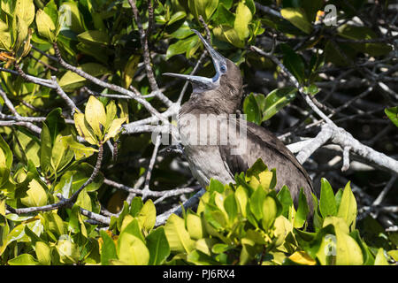 Juvenile red-footed Booby, Sula Sula, am Nest auf Isla Genovesa, Galapagos, Ecuador. Stockfoto