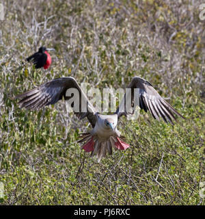 Nach red-footed Booby, Sula Sula, im Flug auf Genovesa Island, Galapagos, Ecuador. Stockfoto