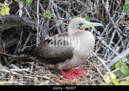 Nach red-footed Booby, Sula Sula, am Nest auf Isla Genovesa, Galapagos, Ecuador. Stockfoto