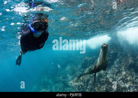 Taucher und sea lion, Bartolomé Insel, Galapagos Stockfoto