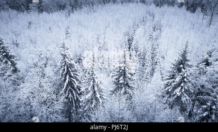 Winter Forest Blick von oben. Tanne mit Schnee bedeckt. Weihnachten Hintergrund. Stockfoto