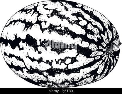 Wassermelone. Ganze frische reife süße Frucht. Wassermelone realistische Früchte, auf weißem Hintergrund. EPS 10 Vector Illustration Stock Vektor
