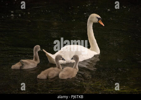 Swan cygnets mit ihrer Mutter auf dem Fluss Test, Mottisford, Hampshire, UK. Stockfoto