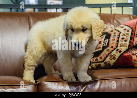 Manchester, VT. Acht Wochen alten Golden Retriever Welpen spielen auf braunem Leder couch am 8. Juni 2018. Credit: Benjamin Ginsberg Stockfoto