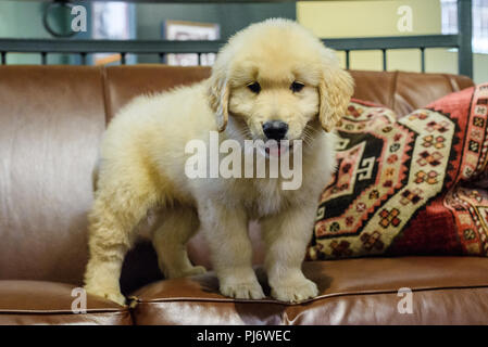 Manchester, VT. Acht Wochen alten Golden Retriever Welpen spielen auf braunem Leder couch am 8. Juni 2018. Credit: Benjamin Ginsberg Stockfoto