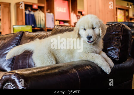 Manchester, VT. Acht Wochen alten Golden Retriever Welpen spielen auf braunem Leder couch am 8. Juni 2018. Credit: Benjamin Ginsberg Stockfoto