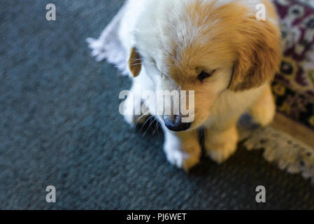 Manchester, VT. Acht Wochen alten Golden Retriever Welpe innen auf dem Boden in Manchester, VT am 8. Juni 2018 Sitzung. Credit: Benjamin Ginsberg Stockfoto