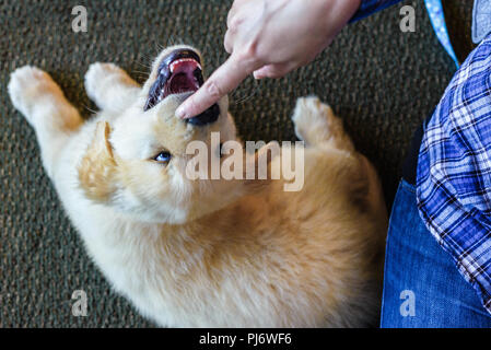 Manchester, VT. Acht Wochen alten Golden Retriever Welpe boops Finger, Verlegung auf Stock in Manchester, VT am 8. Juni 2018. Credit: Benjamin Ginsberg Stockfoto