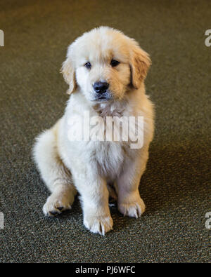 Manchester, VT. Acht Wochen alten Golden Retriever Welpe innen auf dem Boden in Manchester, VT am 8. Juni 2018 Sitzung. Credit: Benjamin Ginsberg Stockfoto