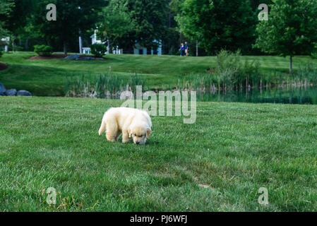 Manchester, VT. Acht Wochen alten Golden Retriever Welpen spielen in Gras Feld in Manchester, VT am 8. Juni 2018. Credit: Benjamin Ginsberg Stockfoto