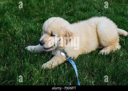 Manchester, VT. Acht Wochen alten Golden Retriever Welpen spielen in Gras Feld in Manchester, VT am 8. Juni 2018. Credit: Benjamin Ginsberg Stockfoto