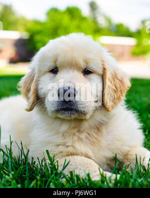 Manchester, VT. Acht Wochen alten Golden Retriever Welpen spielen in Gras Feld in Manchester, VT am 8. Juni 2018. Credit: Benjamin Ginsberg Stockfoto