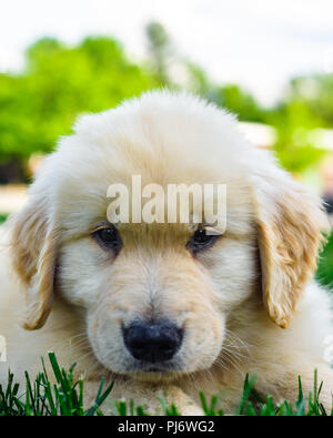 Manchester, VT. Acht Wochen alten Golden Retriever Welpen spielen in Gras Feld in Manchester, VT am 8. Juni 2018. Credit: Benjamin Ginsberg Stockfoto