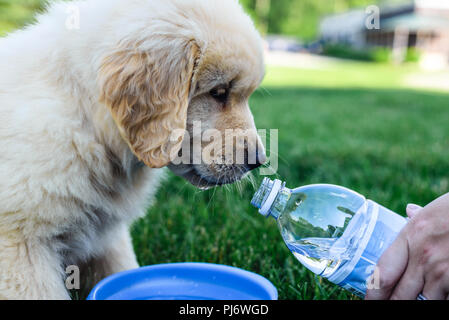 Manchester, VT. Woche acht alte Golden Retriever Welpe Trinkwasser aus einem zusammenklappbaren Schüssel in eine Rasenfläche in Manchester, VT am 8. Juni 2018. Credi Stockfoto