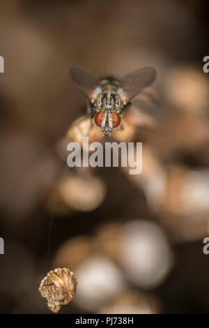 Haus fliegen auf die getrocknete Knospe eines sterbenden Blume Stockfoto