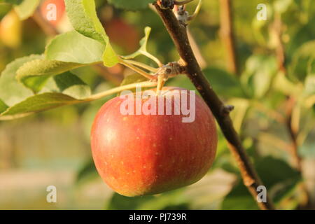 Ein roter Apfel am Baum Stockfoto