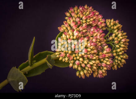 Kunst stillleben blumen Farbe Makro einer isolierten Mauerpfeffer Blume mit sich entwickelnden Knospen und Blätter auf schwarzen Hintergrund mit detaillierten Struktur Stockfoto