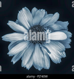 Kunst Stillleben monochropme Blumen Makro einer isolierten gelb blühenden Wide Open falsch/heliopsis Blüte mit detaillierten Textur Stockfoto