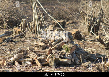 Ein Stapel brennholz Protokolle in einem Waldgebiet Stockfoto