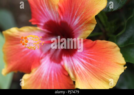 In der Nähe der bunten Hibiskus Blume oder rose Mallow und roten calyces (die Becherförmigen Zentren der Blumen). Stockfoto