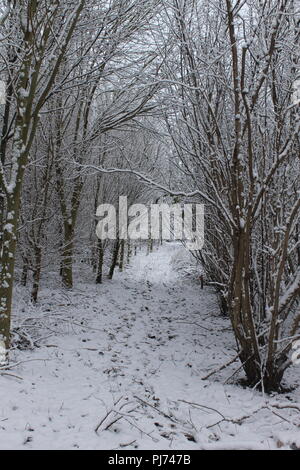 Ein Weg durch den Wald im Schnee, England, Großbritannien Stockfoto