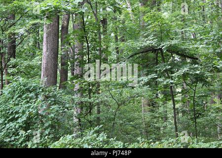 Nahaufnahme von innerhalb einer Gesamtstruktur Stockfoto