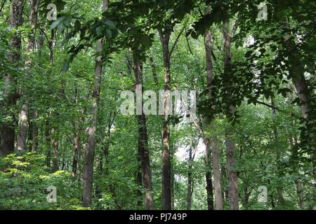 Nahaufnahme von innerhalb einer Gesamtstruktur Stockfoto