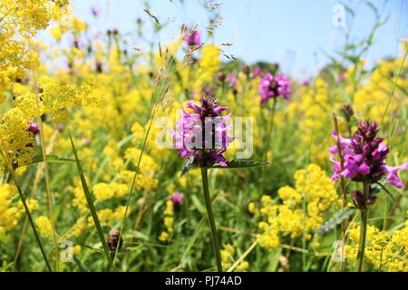 Eine englische Wildblumenwiese mit violetten und gelben Blüten Stockfoto