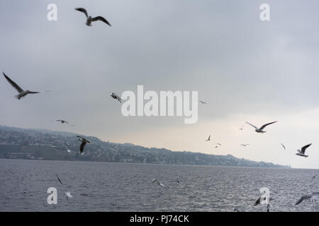 Ein Schwarm von Vögeln am Züricher See schwimmen und fliegen im Winter in der Schweiz Stockfoto