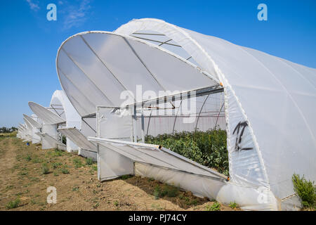 Öffnen Sie die Türen des Gewächshaus mit Tomaten. Die großen Gewächshaus Stockfoto