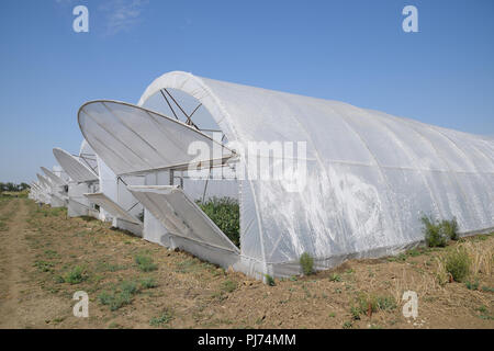 Öffnen Sie die Türen des Gewächshaus mit Tomaten. Die großen Gewächshaus Stockfoto