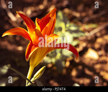Single hell orange und gelb Tag Lily gegen bokeh Garten Hintergrund Stockfoto