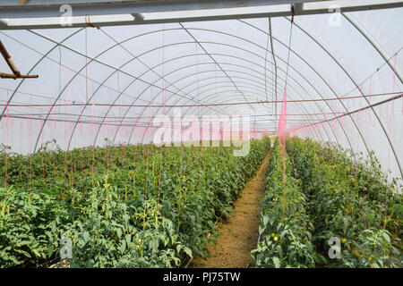 Tomaten im Gewächshaus. Gebunden Tomaten in den Reihen der Treibhausgasemissionen. Sämlinge von Tomaten. Wachsende Tomaten im Gewächshaus. Seedlin Stockfoto