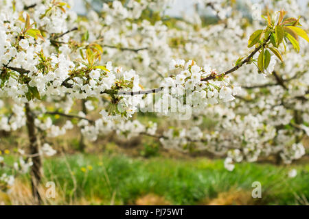 Schöne weiße Blüten von Kirschbäumen im Obstgarten, Sussex, England, selektiven Fokus Stockfoto