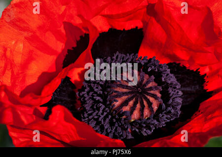 Einen lebhaften Orange orientalische Mohn blüht Makro mit Black und Deep Purple. Stockfoto