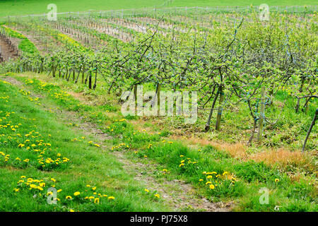 Reihen von jungen Apfelbäumen im Obstgarten, Sussex, England gepflanzt, selektiver Fokus Stockfoto