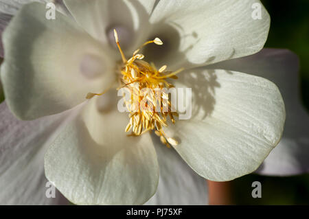 Nahaufnahme von cremig weiß Blume Blüte, mit gelben Staubgefäße in Soft Focus. Stockfoto