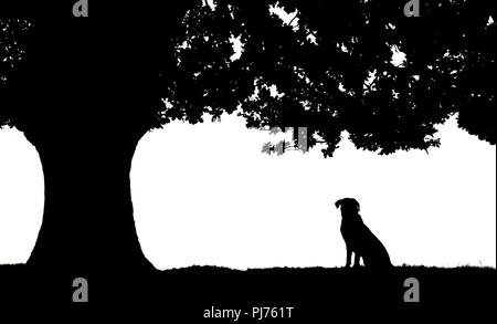 Hund unter der Terebinthe sitzen in Silhouette. Stockfoto