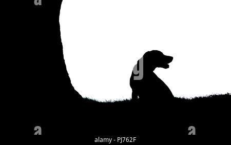 Ein Labrador und Baumstamm Silhouette Stockfoto