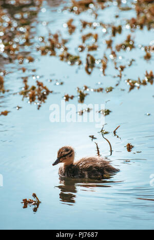 Little Baby Mallard Entlein, Schwimmen, allein durch den sonnendurchfluteten, funkelnden Teich Wasser. Marine Pflanzen in Soft Focus Hintergrund. Stockfoto