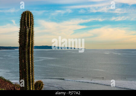Hohe stachelige Kakteen mit Blick auf das Meer mit der Halbinsel in am Horizont Stockfoto