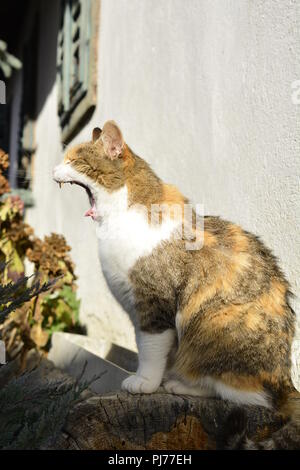 Ein weiß, orange und braun gefärbte Katze in einem Baumstamm halb sitzenden im Sonnenlicht ist Gähnen Stockfoto