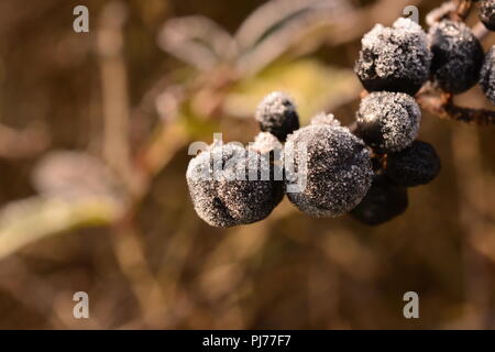 Closeup ob dunkelblau bis schwarz Beeren beschichtet in Eiskristalle immer noch auf einem Zweig mit braunen und grünen Bokeh im Hintergrund Stockfoto