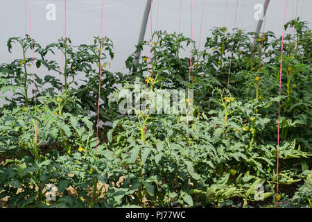 Tomaten im Gewächshaus. Gebunden Tomaten in den Reihen der Treibhausgasemissionen. Sämlinge von Tomaten. Wachsende Tomaten im Gewächshaus. Seedlin Stockfoto