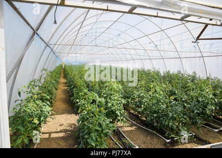 Tomaten im Gewächshaus. Gebunden Tomaten in den Reihen der Treibhausgasemissionen. Sämlinge von Tomaten. Wachsende Tomaten im Gewächshaus. Seedlin Stockfoto