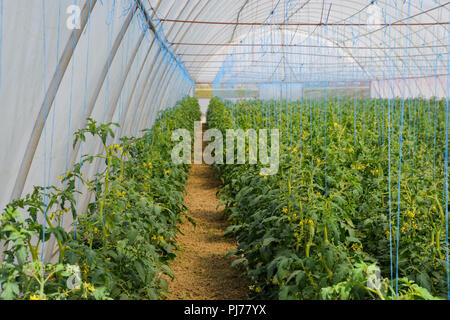 Tomaten im Gewächshaus. Gebunden Tomaten in den Reihen der Treibhausgasemissionen. Sämlinge von Tomaten. Wachsende Tomaten im Gewächshaus. Seedlin Stockfoto