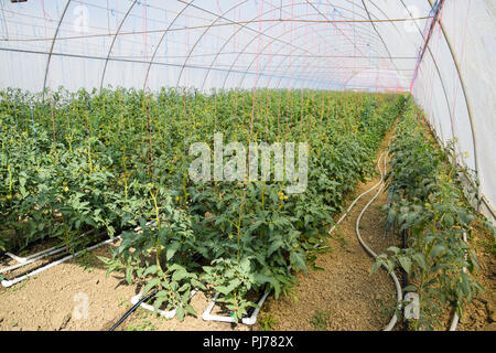 Tomaten im Gewächshaus. Gebunden Tomaten in den Reihen der Treibhausgasemissionen. Sämlinge von Tomaten. Wachsende Tomaten im Gewächshaus. Seedlin Stockfoto