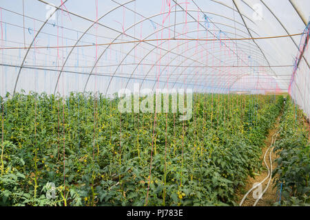 Tomaten im Gewächshaus. Gebunden Tomaten in den Reihen der Treibhausgasemissionen. Sämlinge von Tomaten. Wachsende Tomaten im Gewächshaus. Seedlin Stockfoto