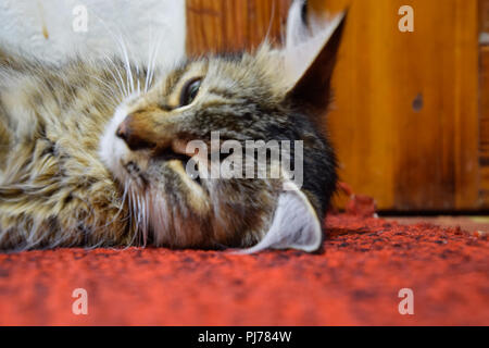 Eine gestreifte Katze liegt auf dem Teppich. Hauskatze Stockfoto